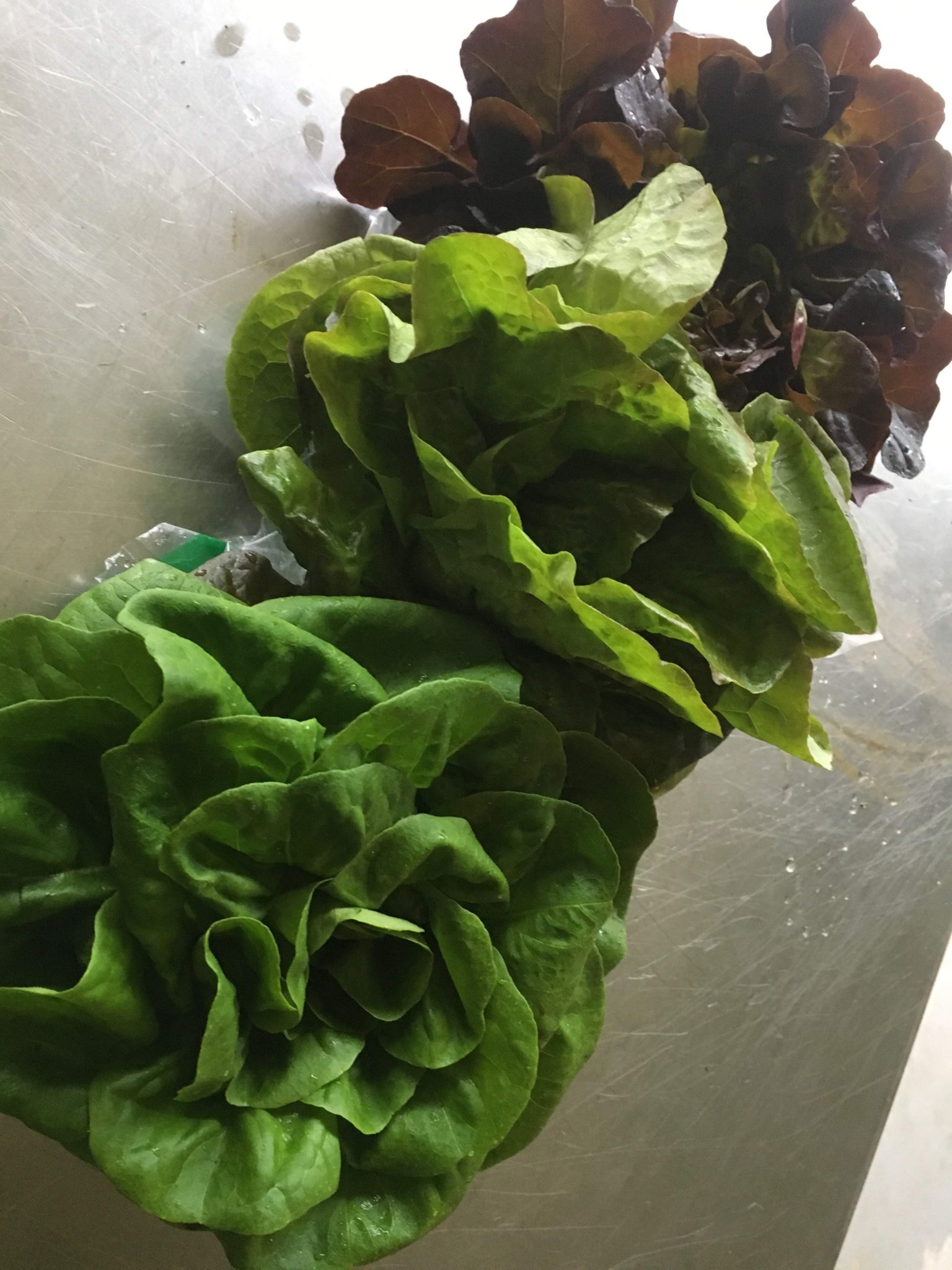 Mini Head Lettuce 3 heads Barlow Roots